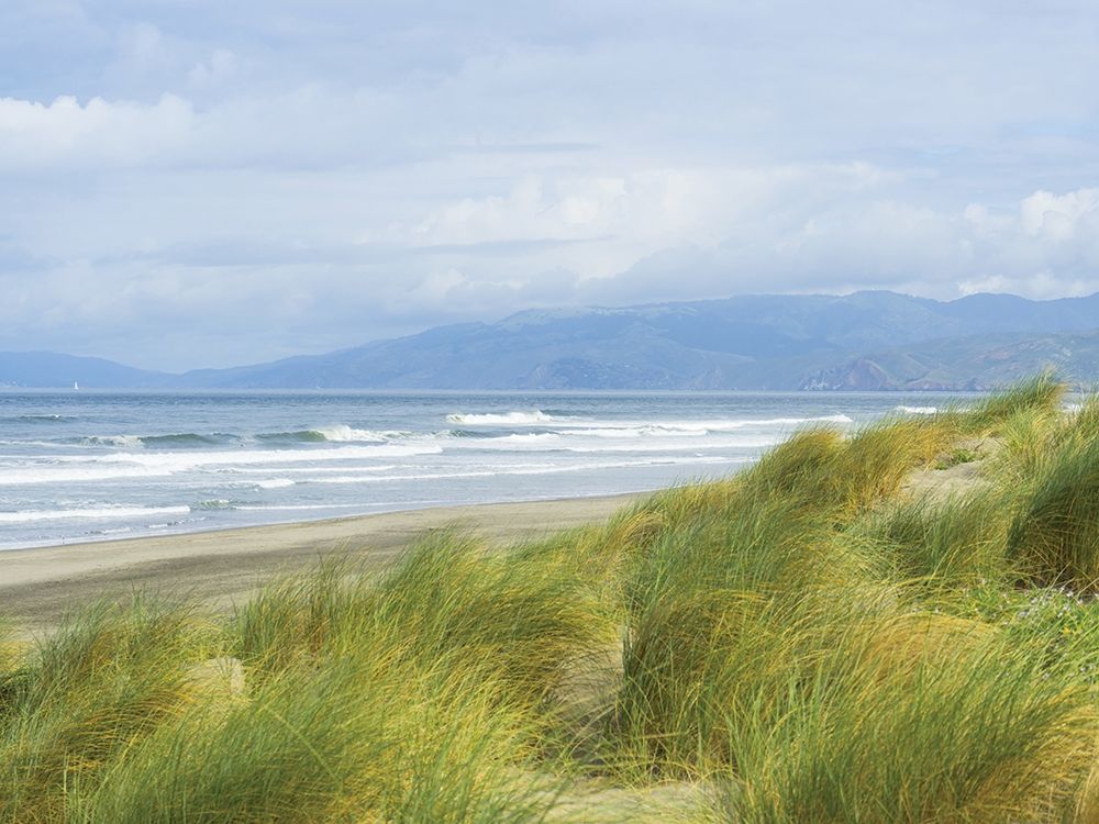 Dune Grass on Ocean Beach art print by Anonymous for $57.95 CAD