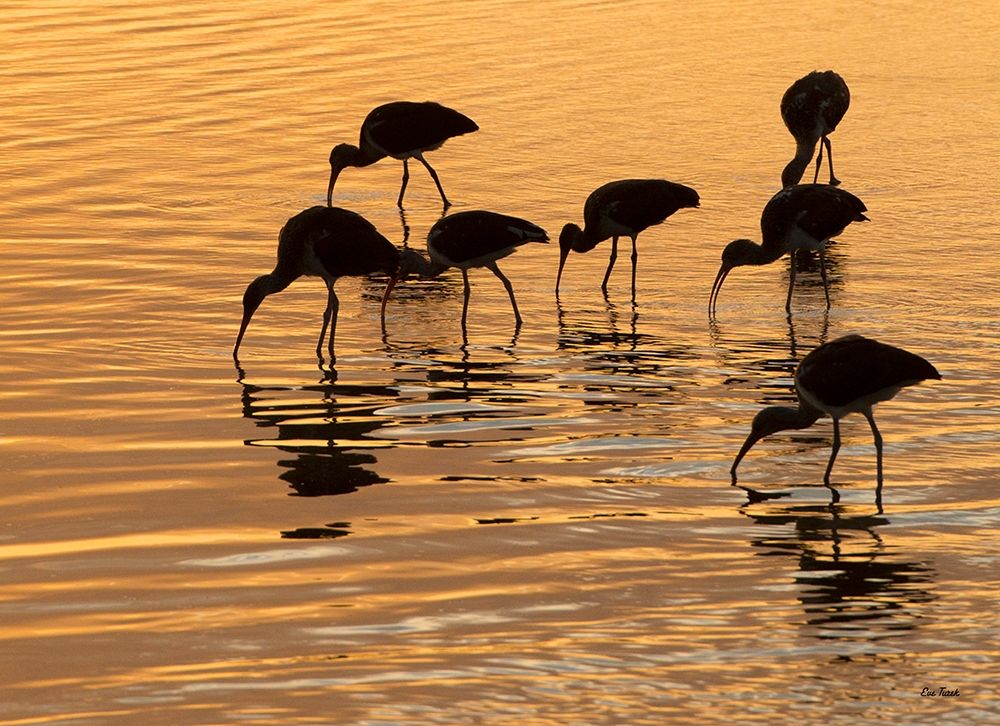Ibis Sunset art print by Eve Turek for $57.95 CAD