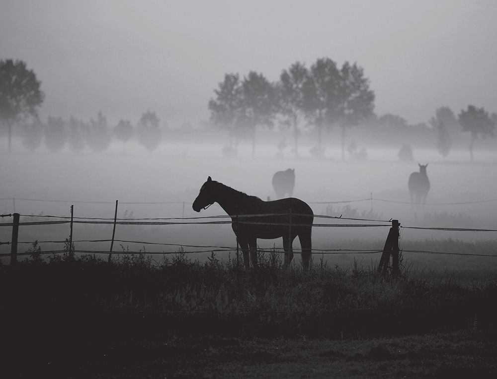 Grazing in the Mist art print by Anonymous for $57.95 CAD