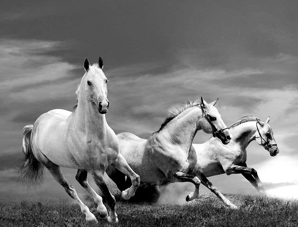 White Stallions art print by Anonymous for $57.95 CAD