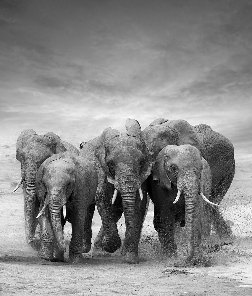 Elephant Herd art print by V. Byrdyak for $57.95 CAD
