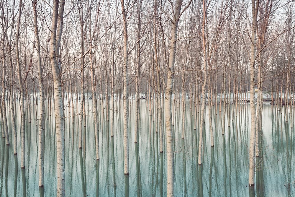 White Birches in the River art print by Andrea G. Ricordi for $57.95 CAD