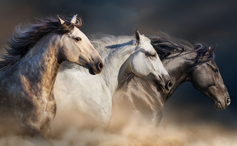 Desert Gallop art print by S Golubenko for $57.95 CAD