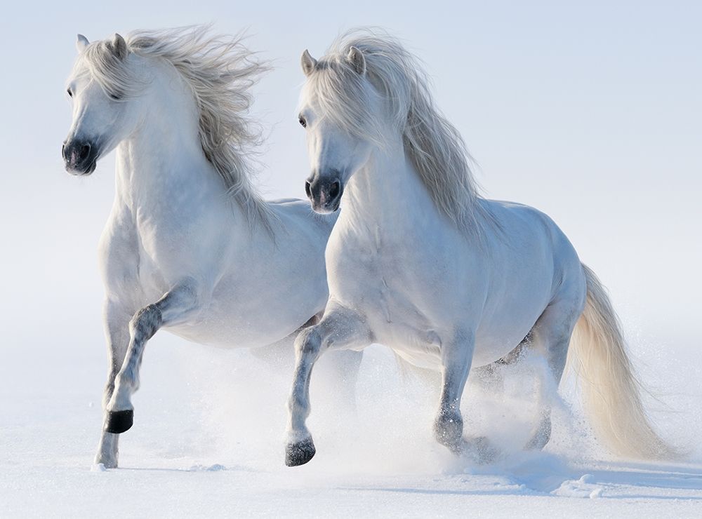Snow Gallop art print by K Abramova for $57.95 CAD