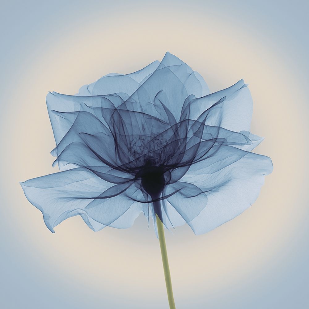 Layered Veil, Blue art print by Anonymous for $57.95 CAD