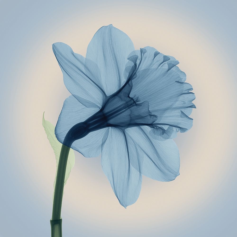 Veiled Blossom, Blue art print by Anonymous for $57.95 CAD