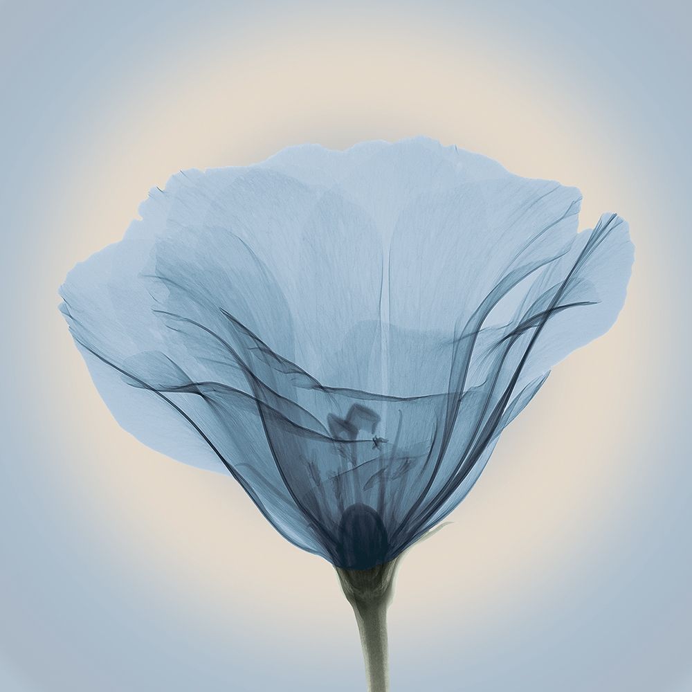 Poppy in Lace, Blue art print by Anonymous for $57.95 CAD