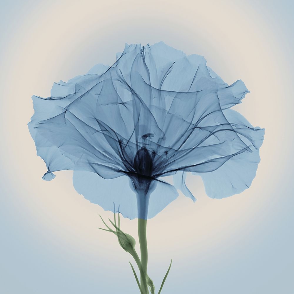 Bud in Bloom, Blue art print by Anonymous for $57.95 CAD