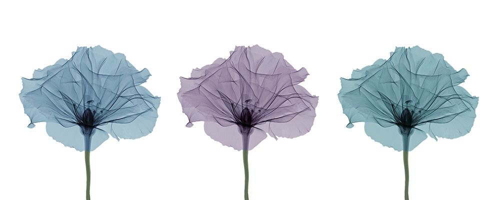 Three Flowers in Color art print by Anonymous for $57.95 CAD