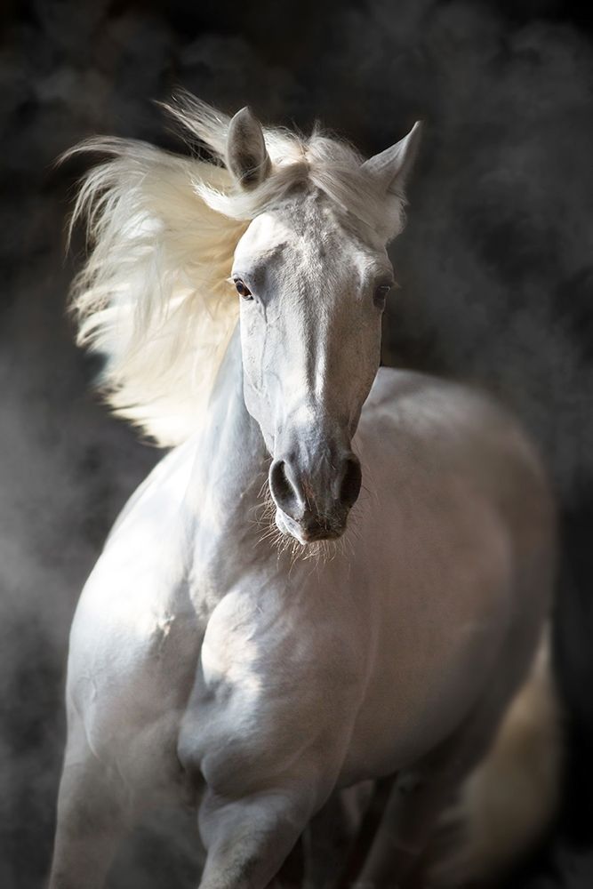 White Andalusian art print by S. Golubenko for $57.95 CAD