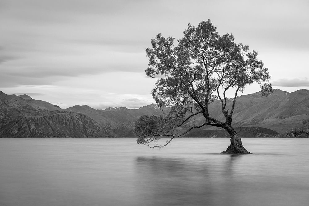 Iconic Lake Tree art print by Anon for $57.95 CAD