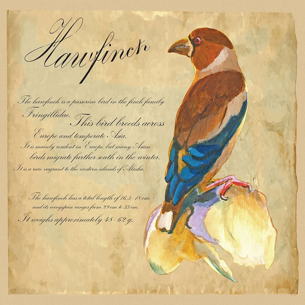Hawfinch Illustration art print by Kuco for $57.95 CAD