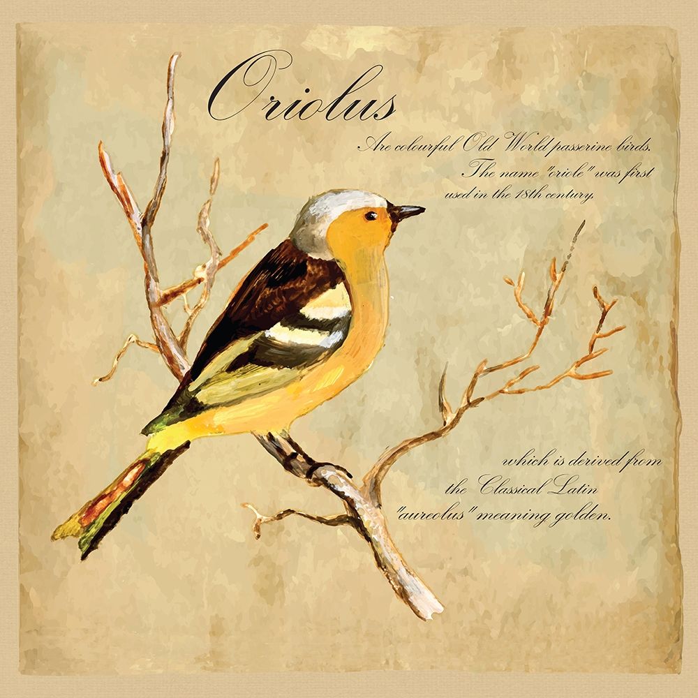 Oriolus Bird Illustration art print by Kuco for $57.95 CAD