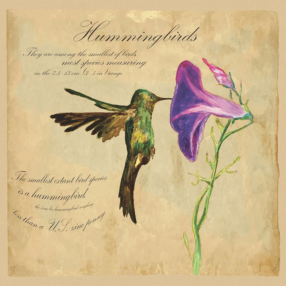 Hummingbird Illustration art print by Kuco for $57.95 CAD