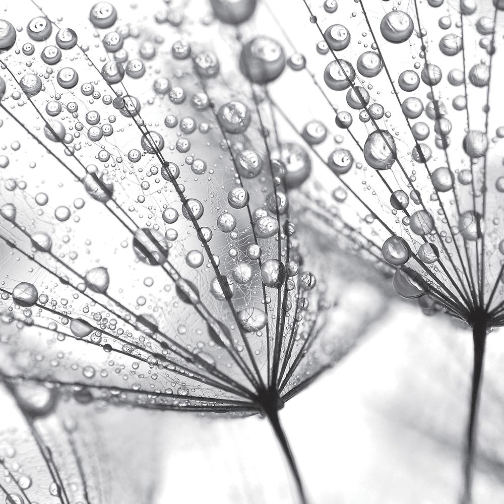 Delicate Wisps II art print by Anonymous for $57.95 CAD