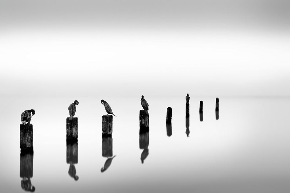 Birds on Sea Poles art print by Georgios Digalakis for $57.95 CAD