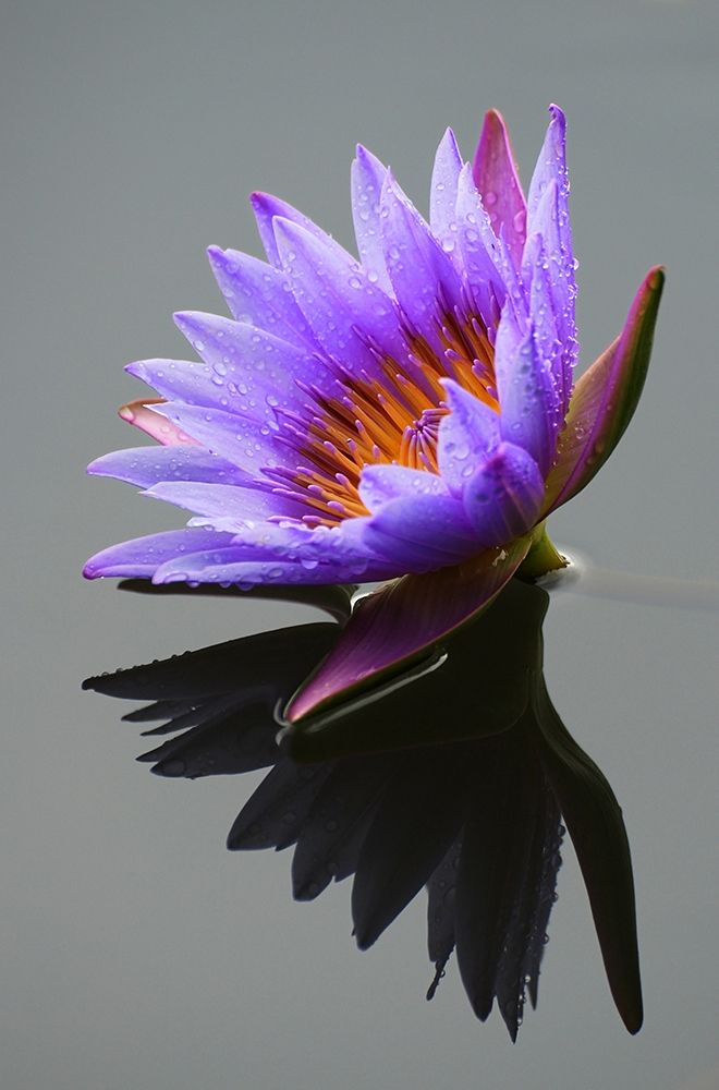 Lotus Flower in Pond art print by X. Luo for $57.95 CAD