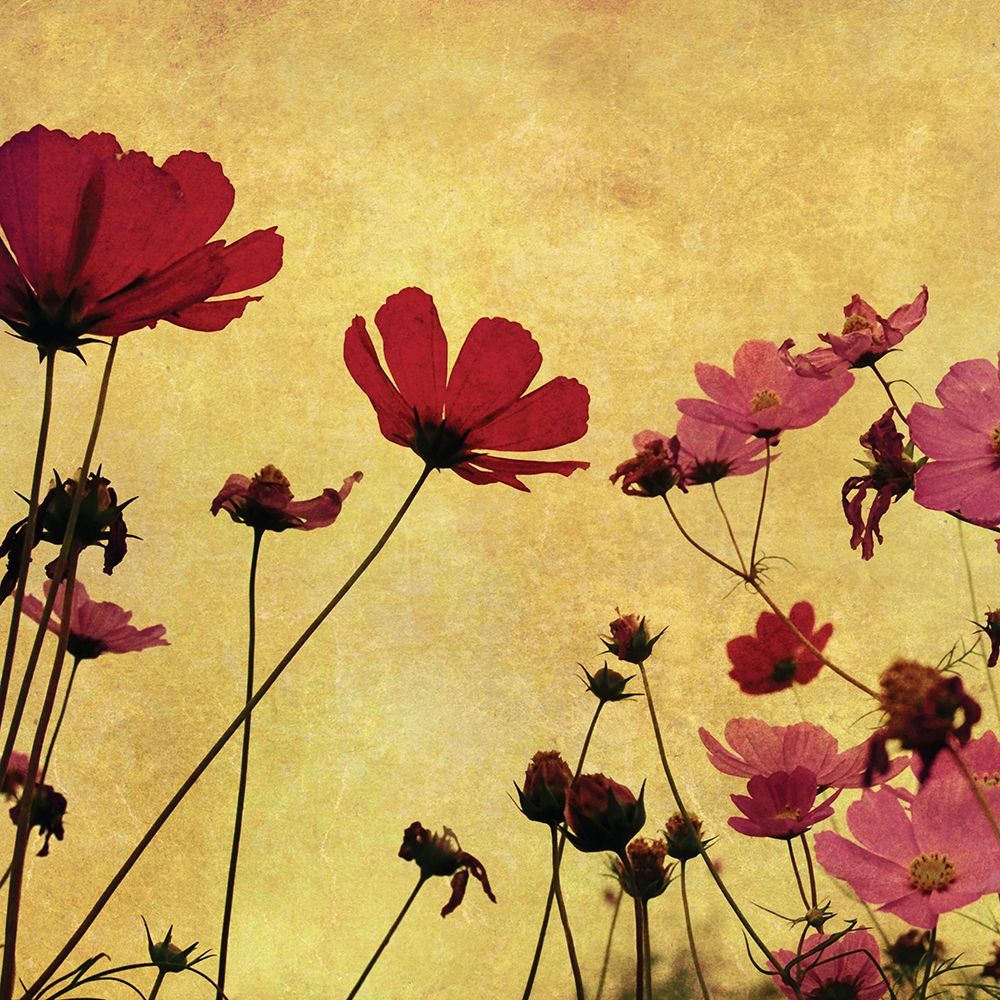 Country Poppies art print by Anonymous for $57.95 CAD