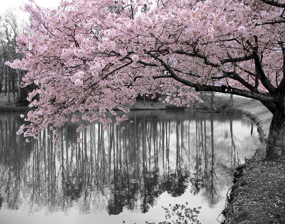 Violet Reflections II art print by Anonymous for $57.95 CAD