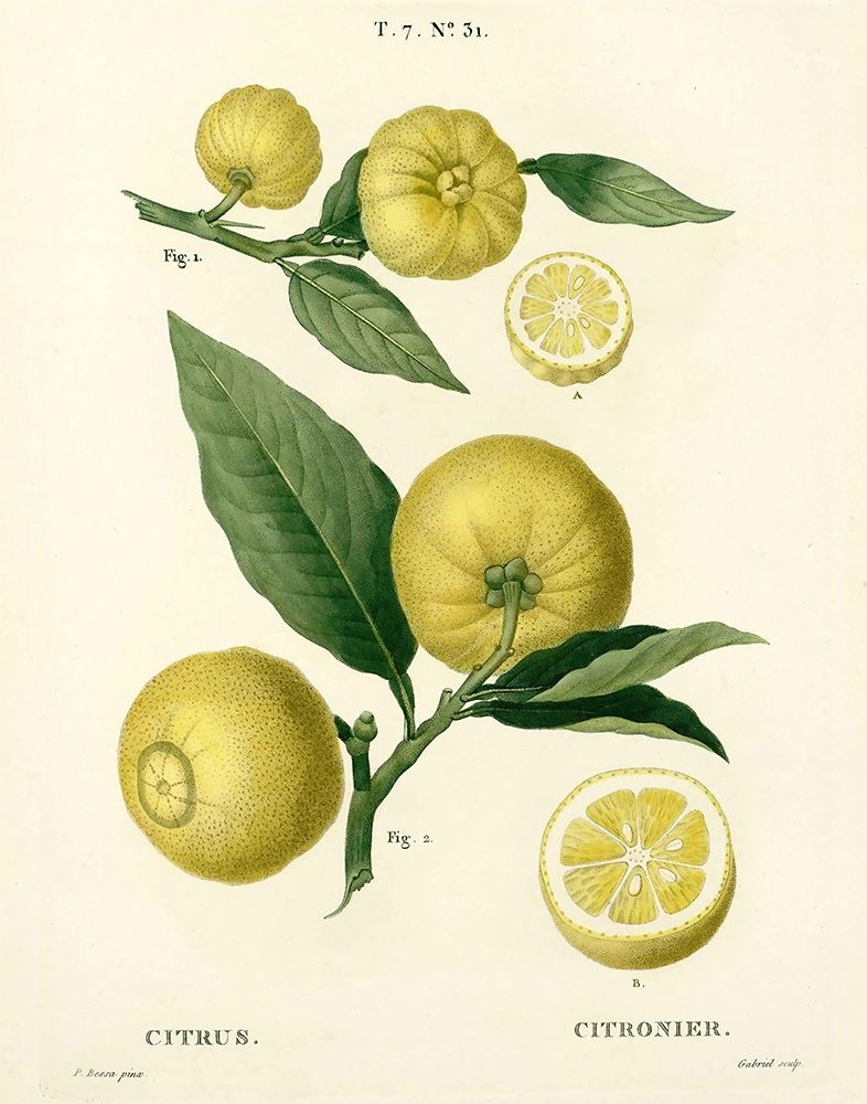 Lemon Plant Botanical art print by Anonymous for $57.95 CAD