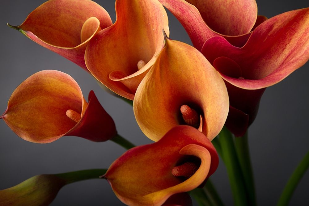 Orange Calla Lilies art print by Anonymous for $57.95 CAD