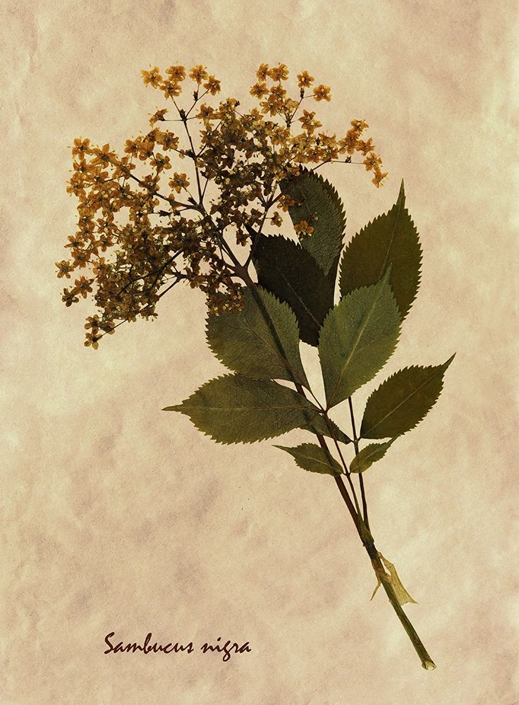 Pressed and Dried Antique Floral art print by Anonymous for $57.95 CAD