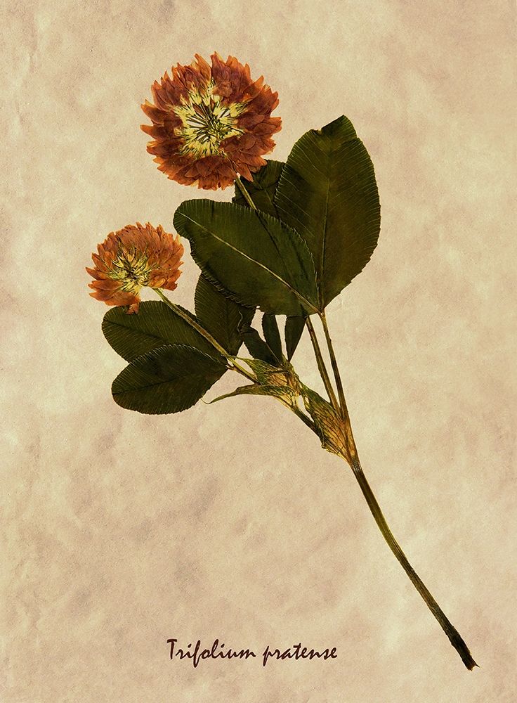 Pressed and Dried Red Clover art print by Anonymous for $57.95 CAD