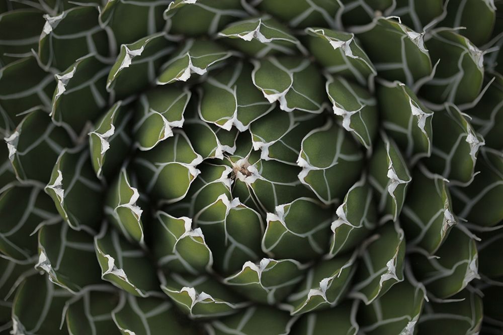 Circular Pattern Succulent art print by Katrina Brown for $57.95 CAD