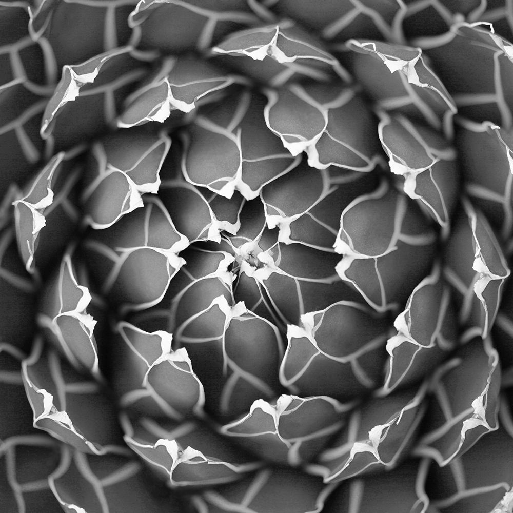 Succulent BW art print by Katrina Brown for $57.95 CAD