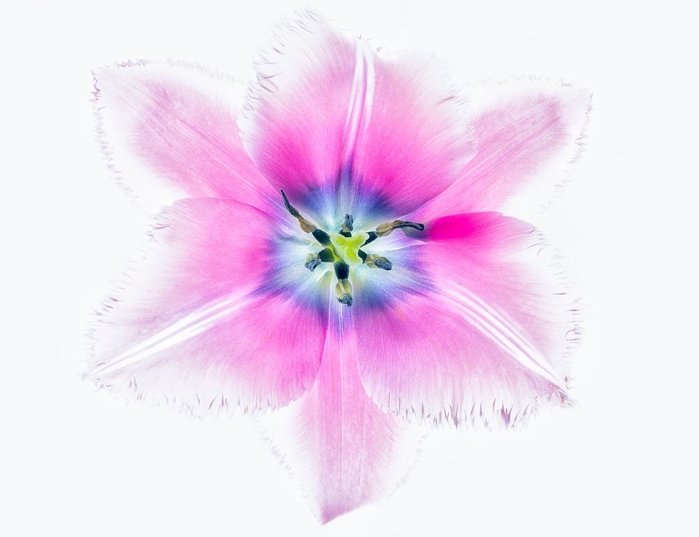 Close up of open tulip art print by Dennis Frates for $57.95 CAD