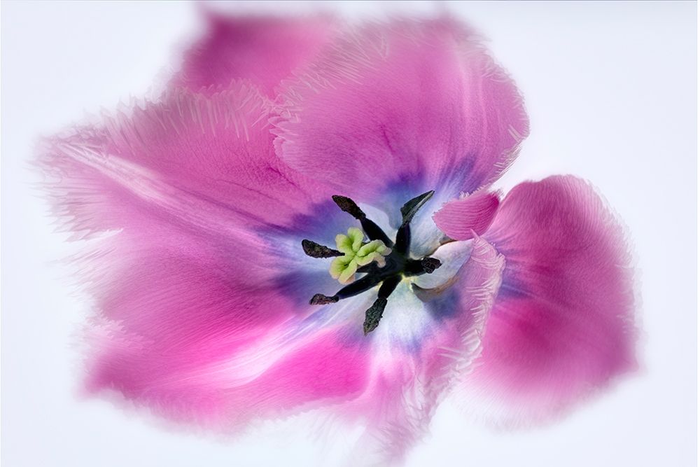 Close up of tulip flower art print by Dennis Frates for $57.95 CAD