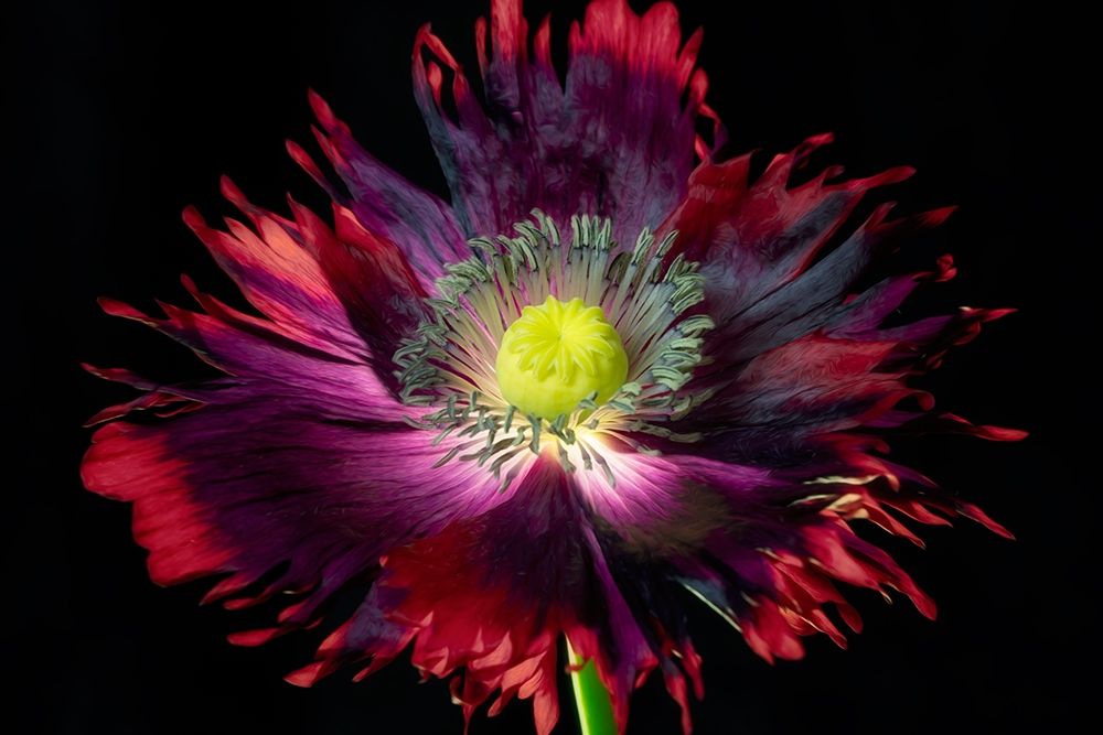 Close up of pooy flower art print by Dennis Frates for $57.95 CAD
