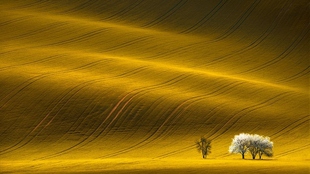 Majestic Field with White Trees art print by S. Uladzislau for $57.95 CAD