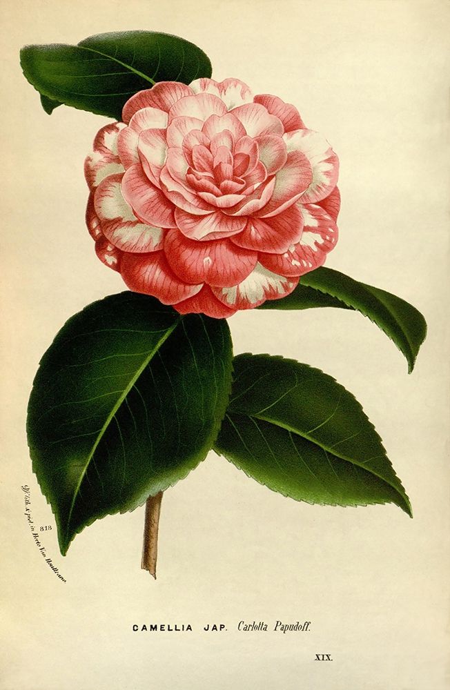 Camelia Japonica art print by Anonymous for $57.95 CAD