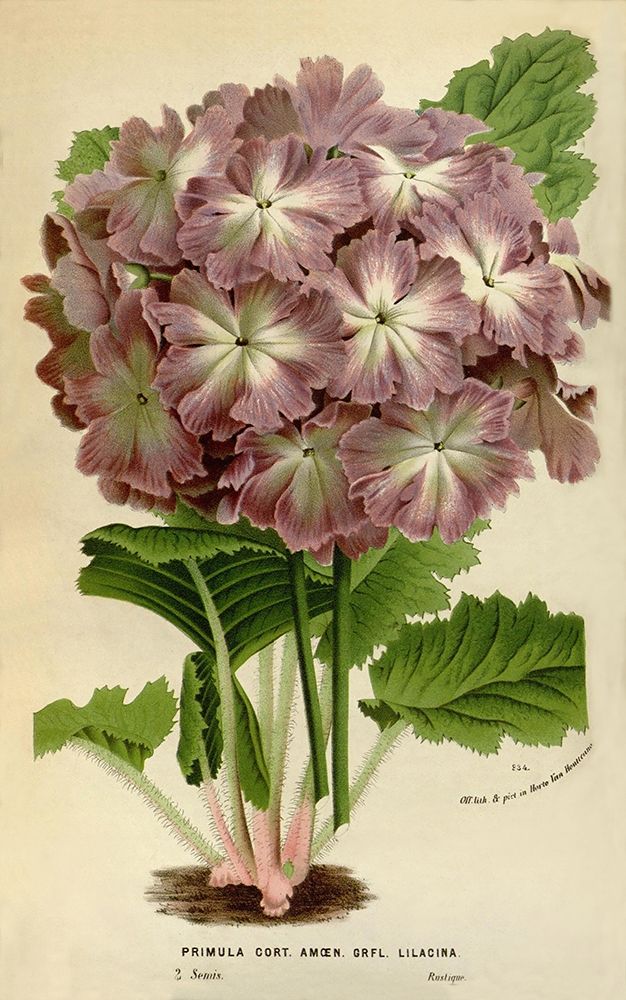 Primula Cort. art print by Anonymous for $57.95 CAD
