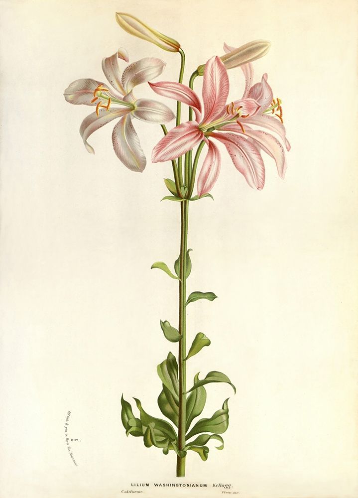 Lilium Washingtonianum art print by Anonymous for $57.95 CAD