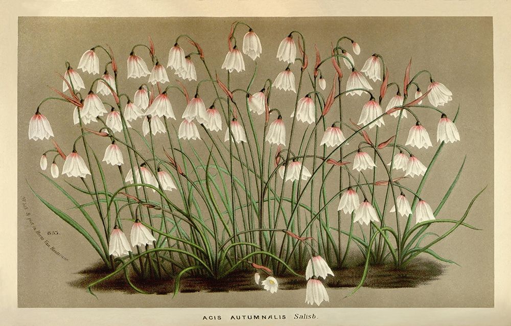 Acis Autumnalis art print by Anonymous for $57.95 CAD