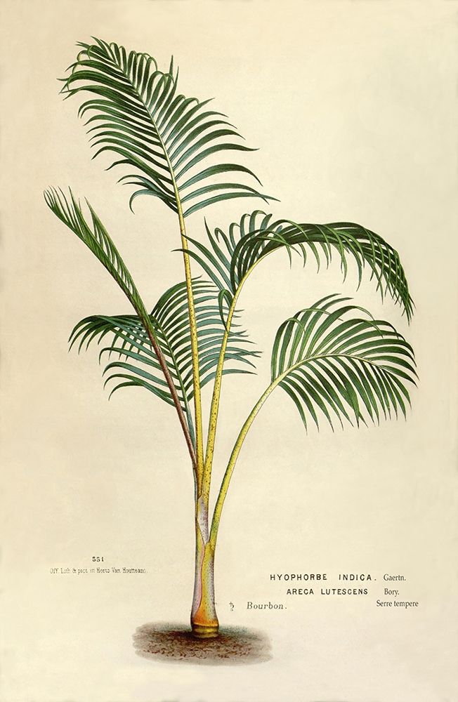 Hyophorbe Indica art print by Van Houtteano. Horto for $57.95 CAD