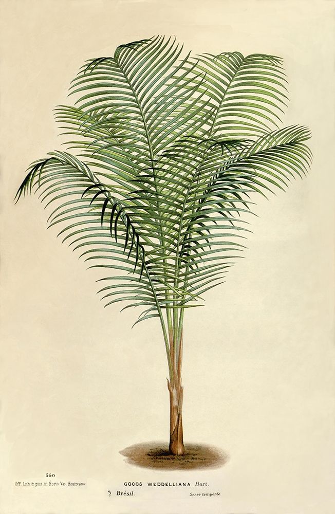 Cocos Weddeliana art print by Van Houtteano. Horto for $57.95 CAD