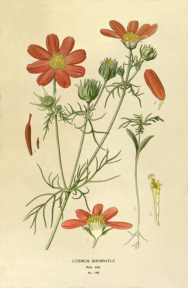 Cosmos Bipinnatus art print by Anonymous for $57.95 CAD
