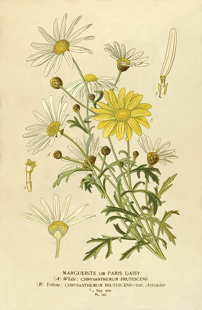 Paris Daisy, Marguerite art print by Anonymous for $57.95 CAD