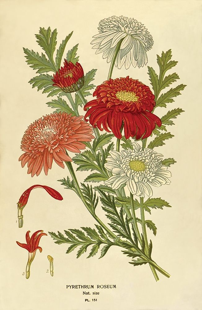 Pyrethrum Roseum art print by Anonymous for $57.95 CAD