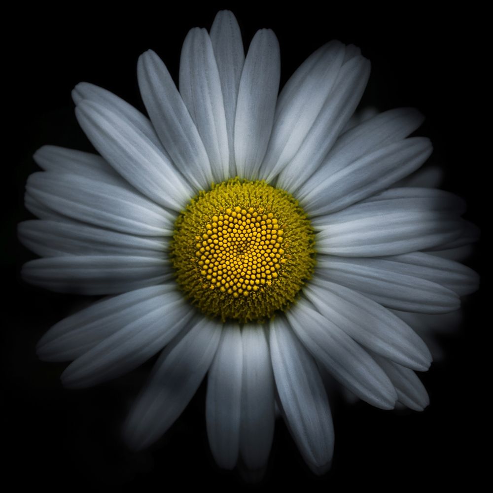 Daisy art print by Brian Carson for $57.95 CAD