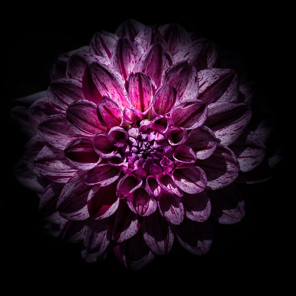 Purple Dahlia art print by Brian Carson for $57.95 CAD