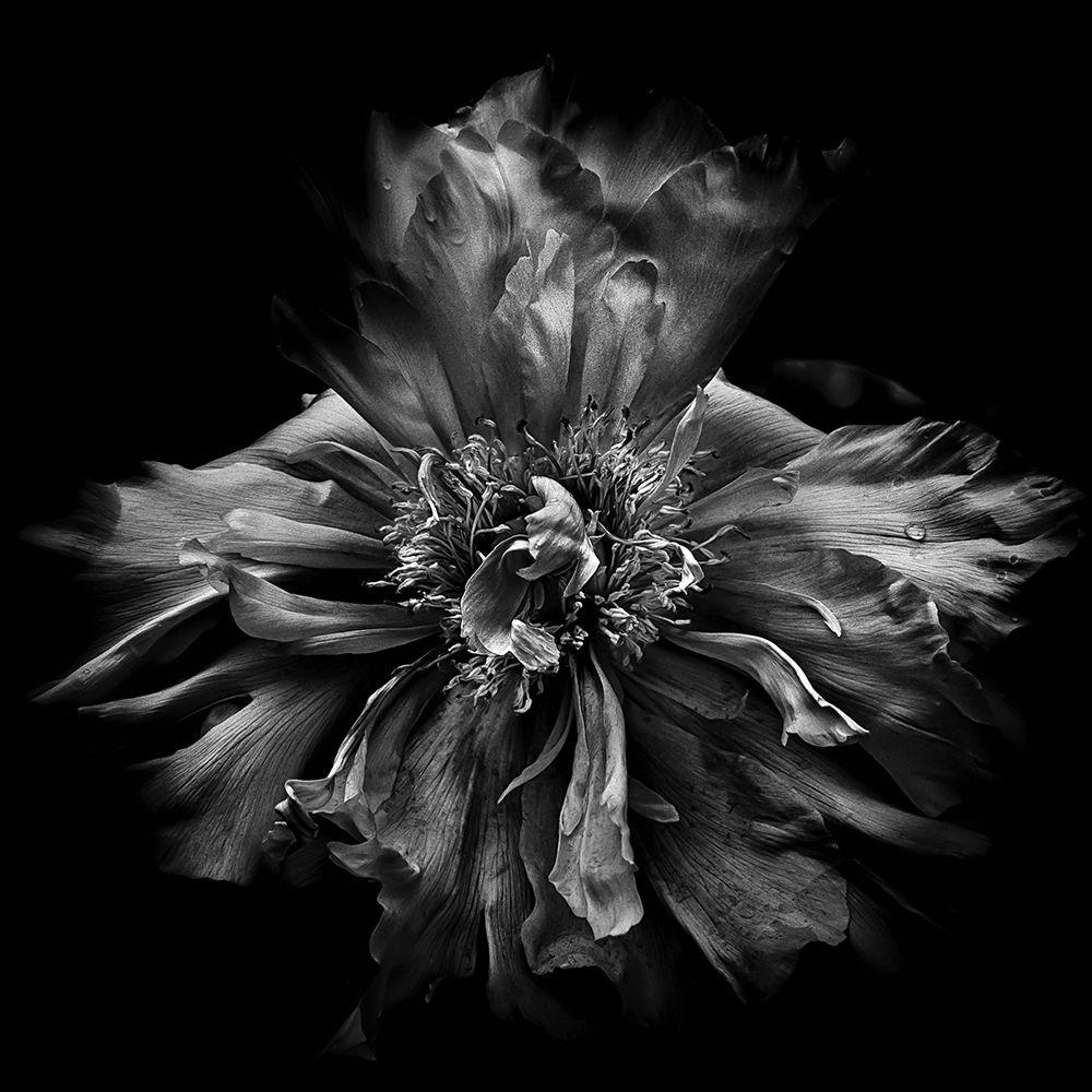 Dynamic Petals art print by Brian Carson for $57.95 CAD