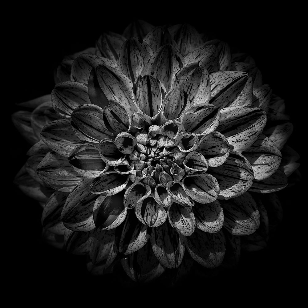Black and White Dahlia art print by Brian Carson for $57.95 CAD