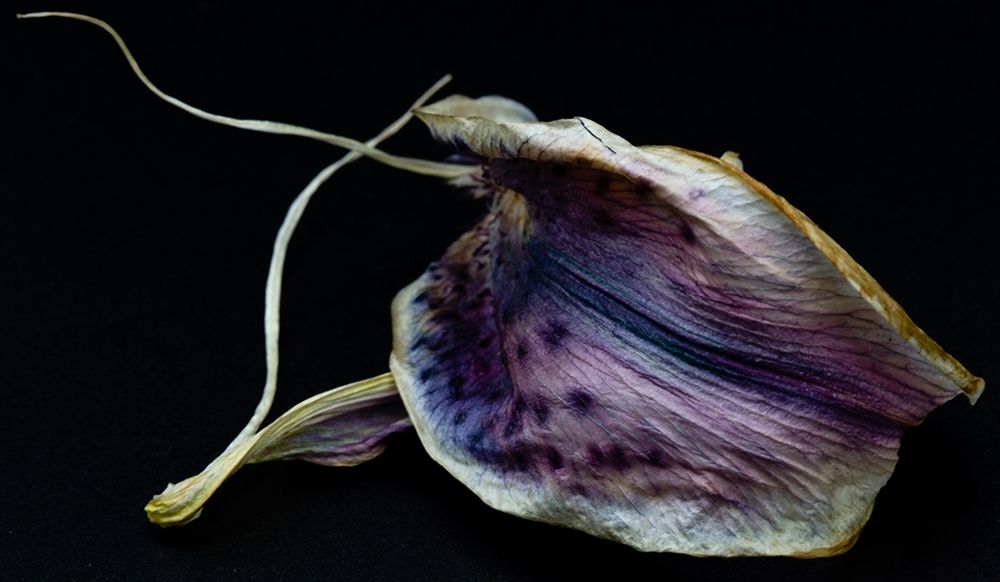 Lily Petal art print by Stephane Graciet for $57.95 CAD