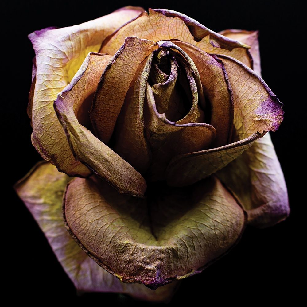 Colorful Rose art print by Stephane Graciet for $57.95 CAD