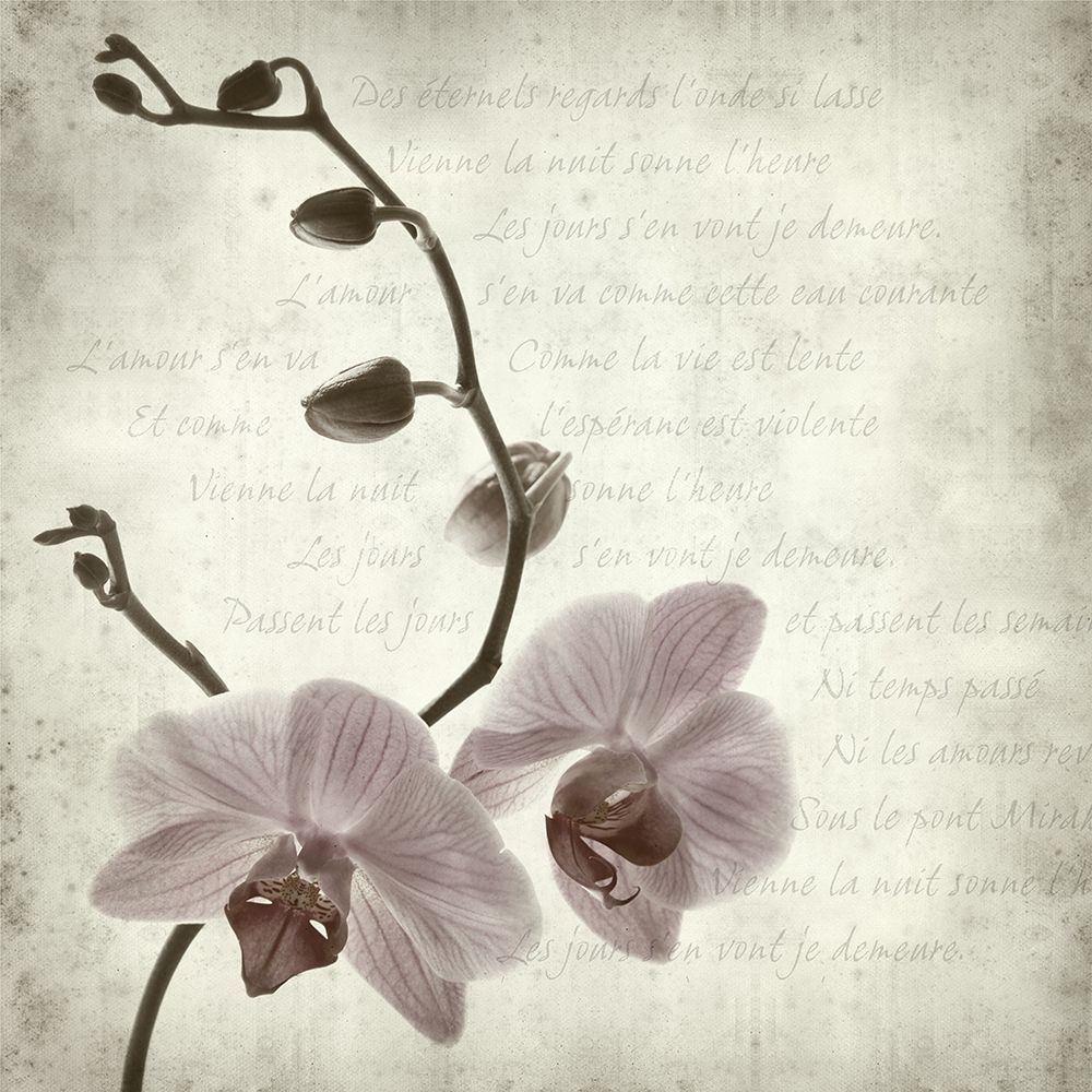 Retro Orchid art print by Anonymous for $57.95 CAD