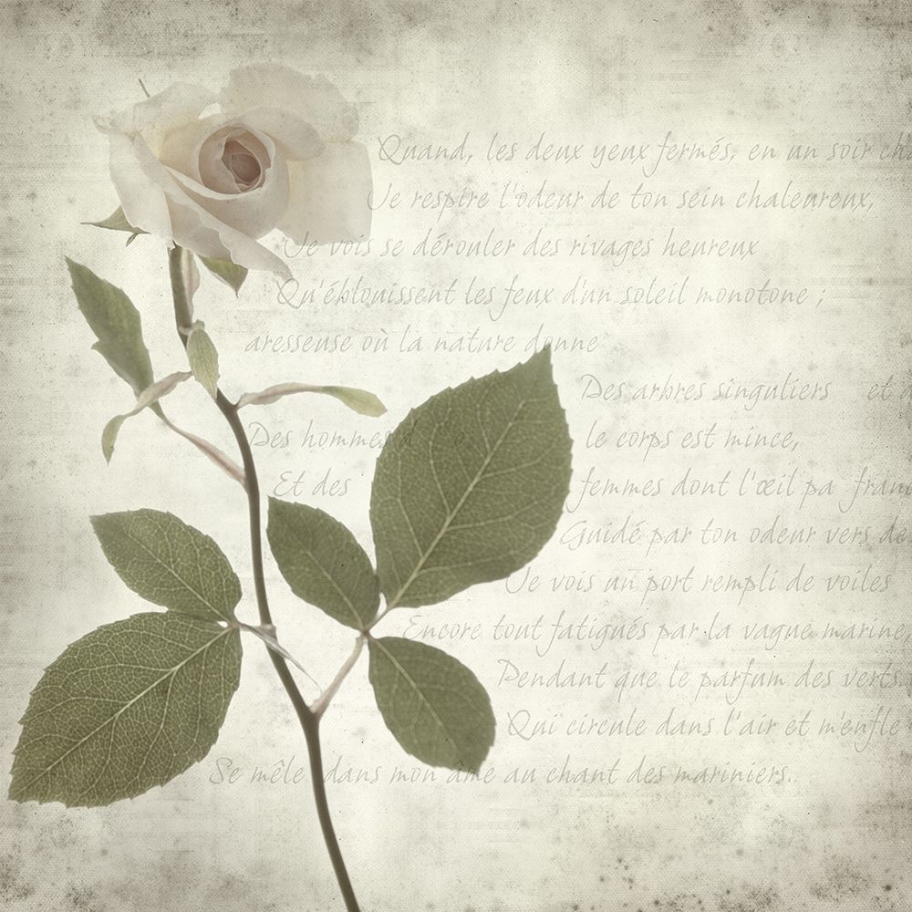 Retro Rose art print by Anonymous for $57.95 CAD